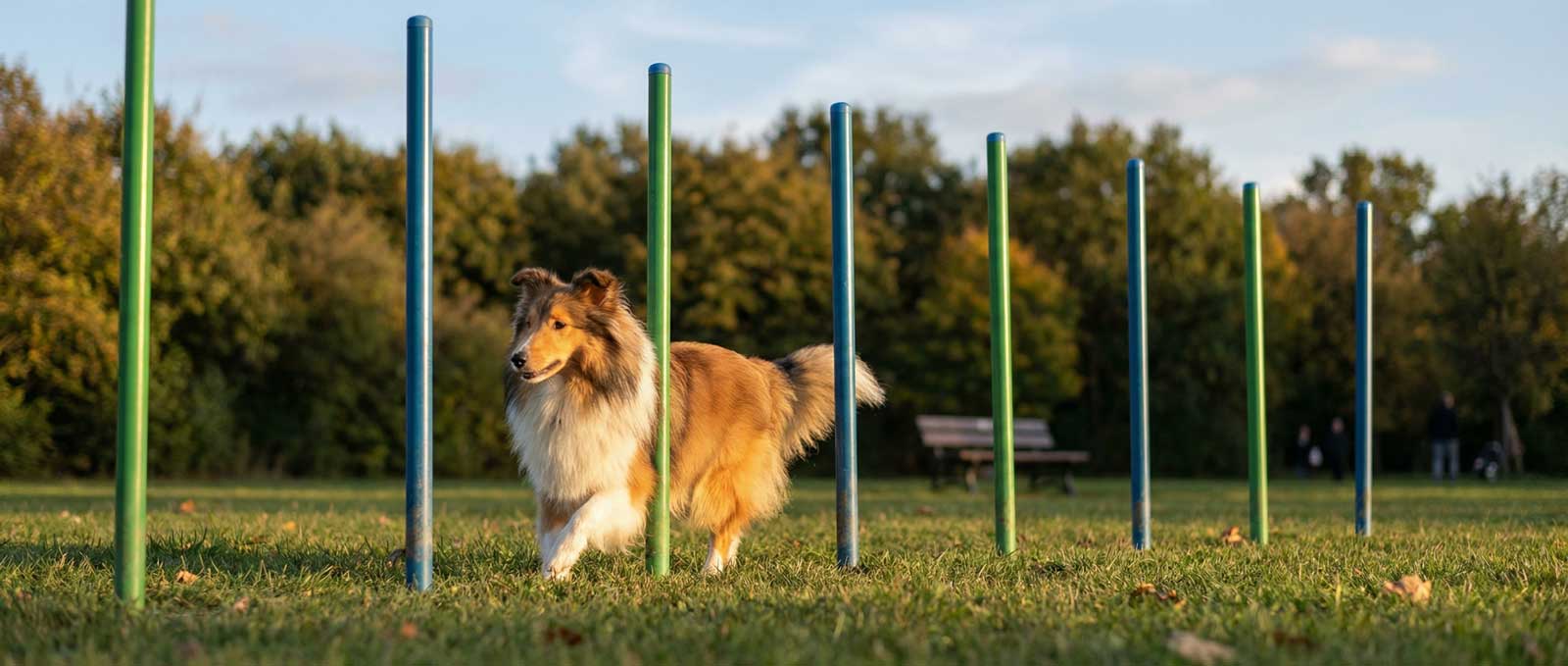Bien-être animal : L'essor des zones d'agility en collectivité.