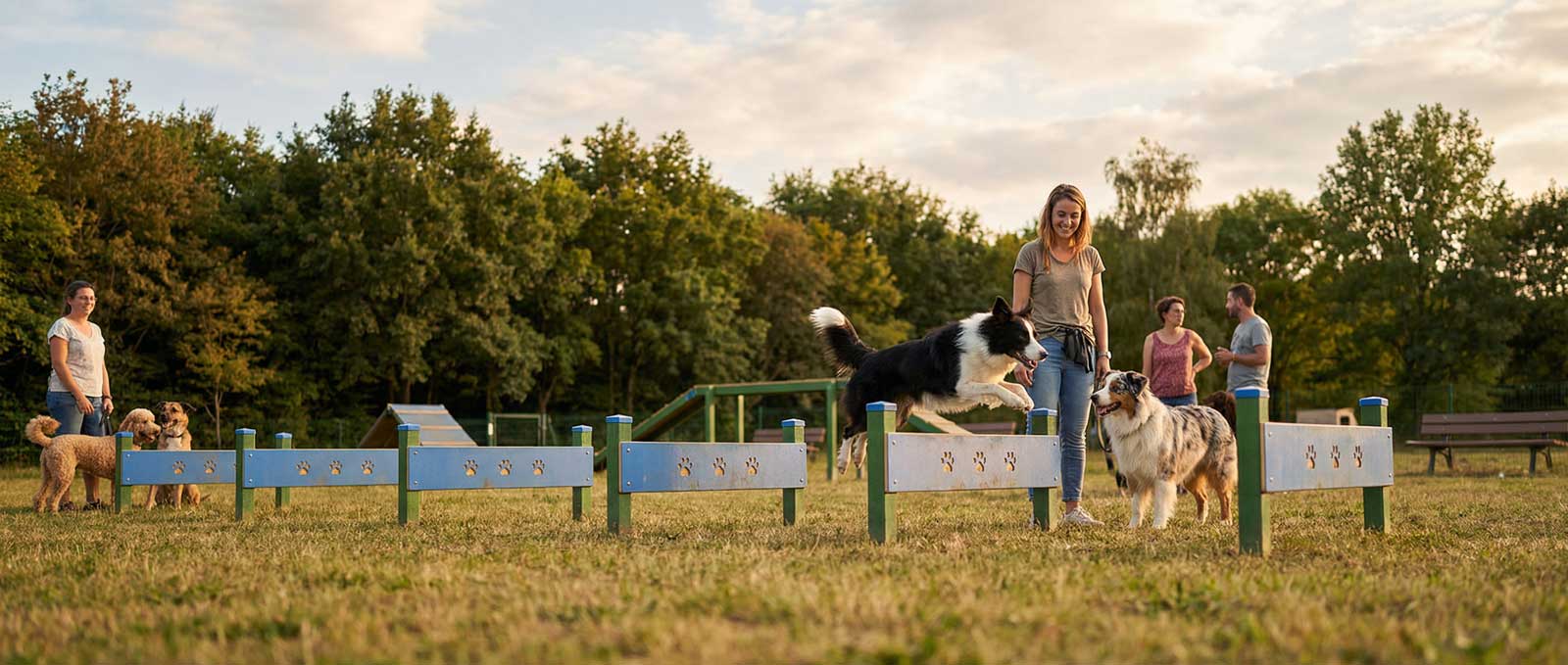 Organiser une séance d'agility collective en parc chien collectivité.
